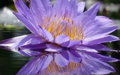 Dare to Dream, Dare to Manifest