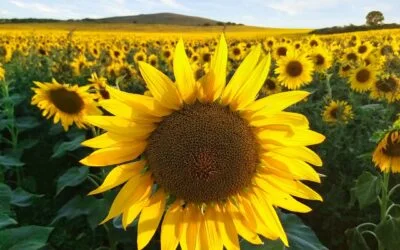 5 Tips & Affirmations to Manifest Abundance